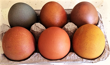 six brown eggs