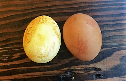 Two brown eggs